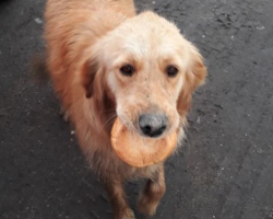 Stray Dog Seen On The Streets Carrying A Piece Of Bread Trying To Find A Safe Place To Eat