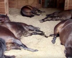 Horses, Peacefully Farting and Snoring