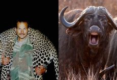 Trophy Hunter Fatally Gored In Groin By Herd Mate Of Buffalo He’d Just Killed