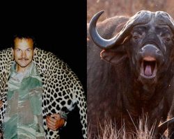 Trophy Hunter Fatally Gored In Groin By Herd Mate Of Buffalo He’d Just Killed