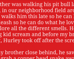 Pit Bull Takes Off Running Toward Screaming Little Boy, Ends Up Saving Child’s Life