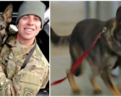 K9 Bursts Through Gate When He Sees His Soldier For The First Time In 3 Years