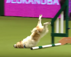 Agility Course Fail Doesn’t Stop This Dog, And It Has The Announcer In Stitches