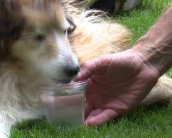 Life lessons taught by a 16-year-old Sheltie