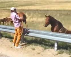 Man sees tiny foal stuck on highway and runs to save its life – now watch how mom says thank you