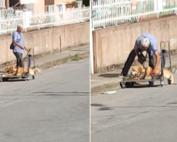 Man Seen Catering To His Disabled Dog Is The Definition Of Love