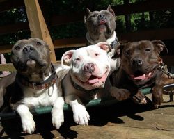 16 Reasons Pit Bulls Are Not The Friendly Dogs Everyone Says They Are