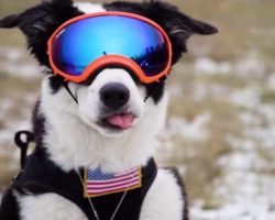 Meet the Dog Protecting Planes From Bird Strikes