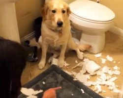 Mom Walks And Asked The Dog What Happened – The Dog’s “Answer” Has Gone Viral