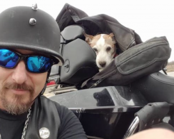 Biker Sees A Dog Being Abused On The Side Of The Road And Immediately Pulls Over