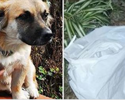 Frantic Dog Won’t Leave Plastic Bag Alone, Then Neighbor Realizes Something Is Terribly Wrong