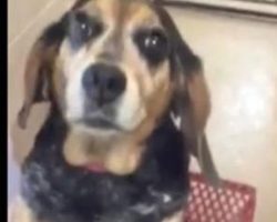 Owner Asked Shelter To Kill Dog As She Was Sick Of Her, Her Photo Was Posted Instead