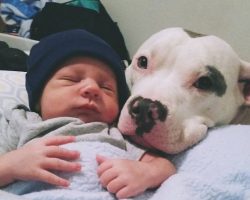 12 Reasons Pit Bulls Are The Worst Indoor Dog Breeds Of All Time