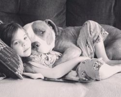 12 Realities That New Pit Bull Owners Must Accept