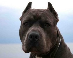 78 Most Popular Pit Bull Dog Names