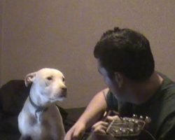 Pit Bull Has the Sweetest Reaction When His Dad Serenades Him [Video]