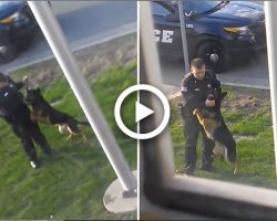 Watch How This Police Officer Abused This K9 Dog. I Am Thankful That He Got Caught.
