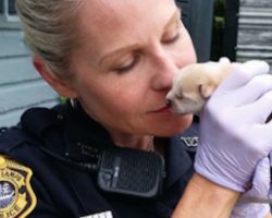 Police Found Mother Dog Trying To Free Puppy Thrown Into Trash Bin