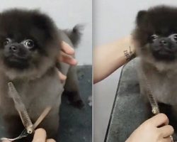 Pomeranian Does The Most Adorable Thing When She Gets Her Hair Cut