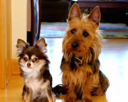 Mom asks her two dogs who pooped in the kitchen- now keep your eyes on the bigger dog on the right