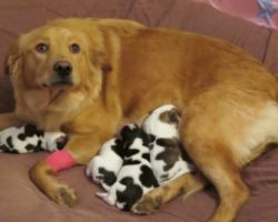 Proud Mommy Dog Left Confused When She Gives Birth to Four Baby Cows