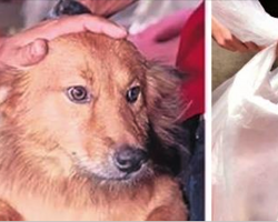 Dog Drags Garbage Bag Back Home – But Its Contents Shocked His Owner