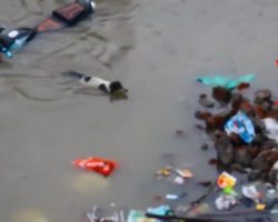 Mama Dog Bravely Swims Through Floodwaters To Save Her Puppies
