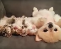 Puppy Doesn’t Want To Wake The Kittens, Does Everything In Her Power Not To Budge