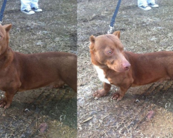 A Pitbull And A Weiner Dog Had A Puppy… And This Is The Result