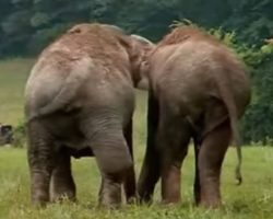 Former Circus Elephants Separated For 22 Years As Cameras Capture Tear-Jerking Moment They Reunite For 1st Time