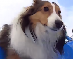 Roxie the Sledding Sheltie is going viral, and it’s the best