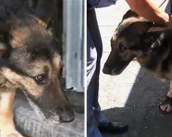 Abandoned Dog Punishes Himself Til He Understood He Was Going Home