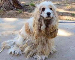 Abandoned Dog Undergoes Amazing Transformation