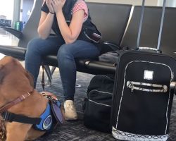 Service Dog Suddenly Spots Owner Start To Shake. Next Move Instantly Goes Viral