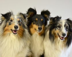 7 Reasons Sheltie Owners Think Their Dogs Are the Best in the World
