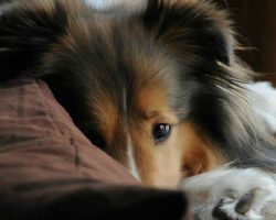 20 Things All Shetland Sheepdog Owners Must Never Forget