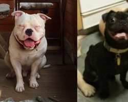 22 Dogs Just Got Their Forever Homes, And They Can’t Stop Smiling