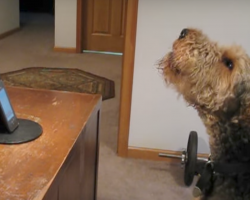 Dog calls mom to express how much he misses her, has everyone in stitches