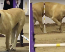 Gentle Giant Takes His Sweet Old Time On The Agility Course