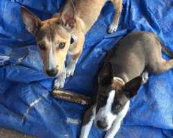 Two Strays Show Up To Woman’s House And Refuse To Leave