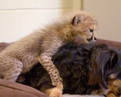 This Dog Raises Baby Cheetahs and Wallabies and Ocelots