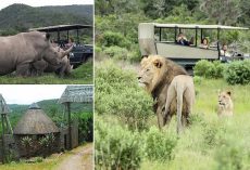 Three poachers are EATEN by lions after the men broke into South African nature reserve to slaughter rhinos for their horns