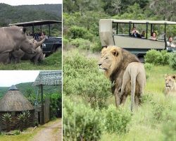 Three poachers are EATEN by lions after the men broke into South African nature reserve to slaughter rhinos for their horns