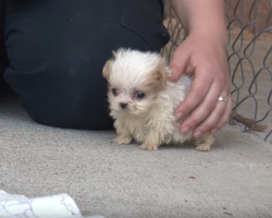 Tiny Pup Rescued From A Puppy Mill Is Introduced To A New Friend To Start His New Life