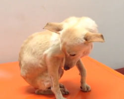 Sick Dog Thinks He’s On His Way To Be Euthanized, Gets Forever Home Instead