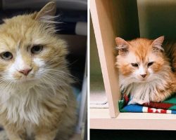 Cat walks 12 miles back to his family – gets a heartbreak when they ask shelter to euthanize him