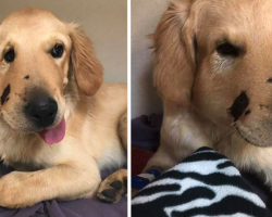 Hero Dog Jumps In Front Of Rattlesnake To Save His Mom