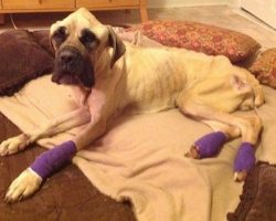 English Mastiff Starved And Thrown From Car Wags Her Tail Every Time She Sees Her Rescuer