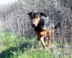 Starving, Limping Stray Manages To Jump Into The Arms Of His Rescuer