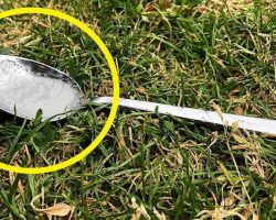 Why You Should Always Put A Spoon Of Sugar In Your Backyard Before Leaving The House